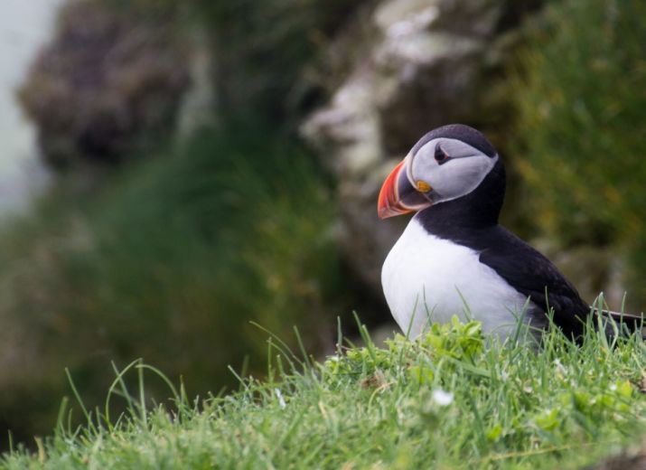 Collecte de données sur les oiseaux et phoques sur l’île de Vigur, Islande