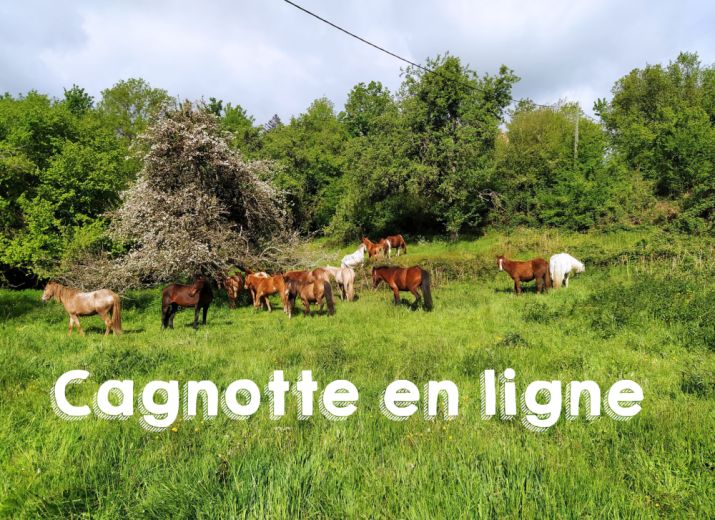 Recherche du foin pour chevaux