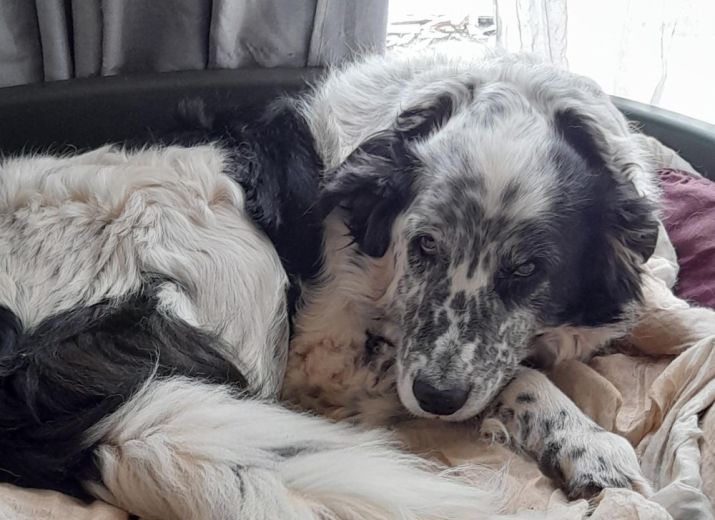Rufus a besoin de vous!
