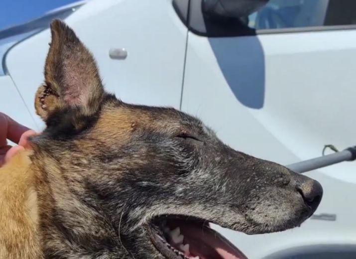 6 malinois pour une nouvelle vie