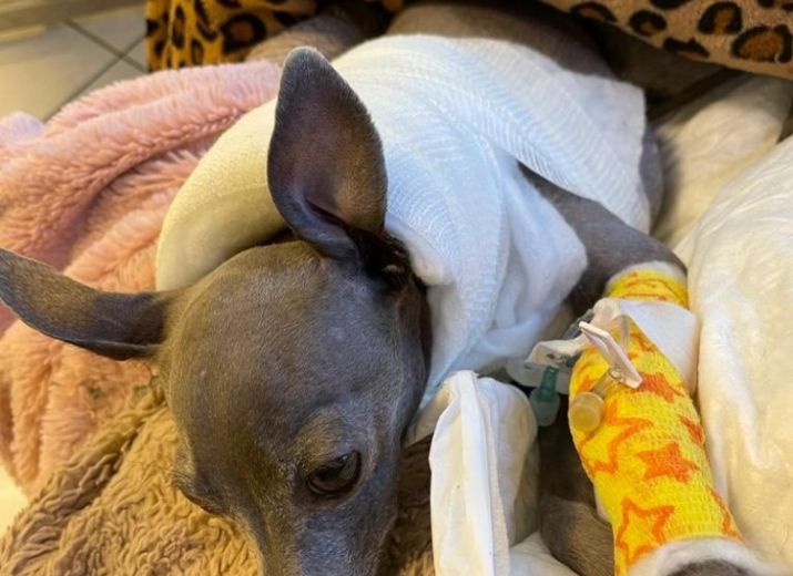 Cirugia para Salvar a Amelie