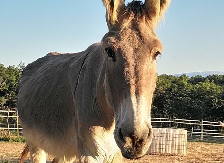 Pourriez-Vous, Aider les Animaux du Refuge de Tanka!