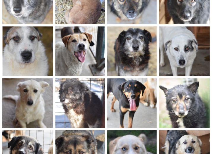 S.O.S 6 jours pour sauver 21 chiens