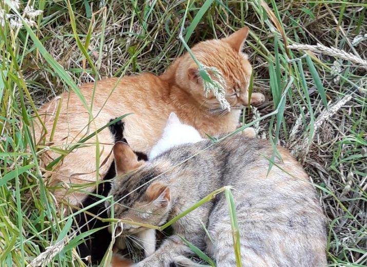 Chat Sauvage en danger
