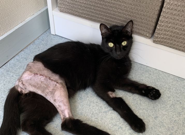 Cagnotte Pour Scar Mon Chat Maintenant Leetchi Com