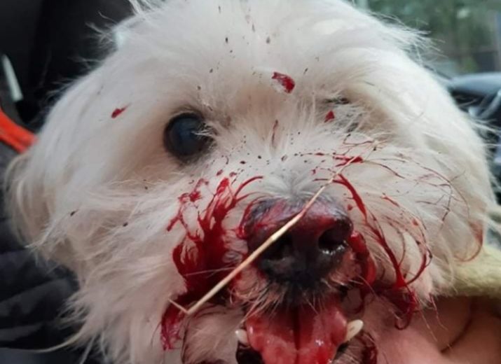 Light , chien volé et jeté par une fenêtre à Dunkerque