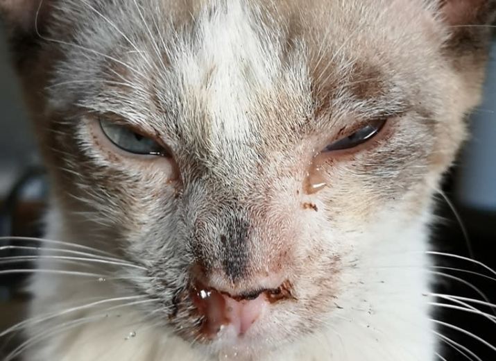Un coup de pouce pour les frais d'hospitalisation de FILOU