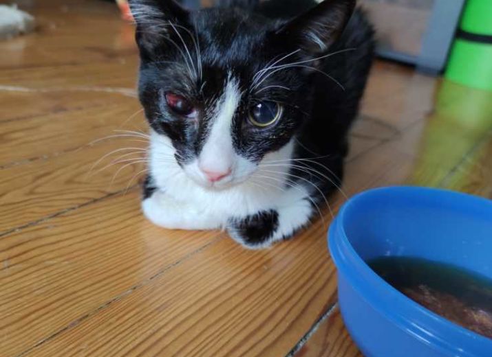 Rettet Avocato