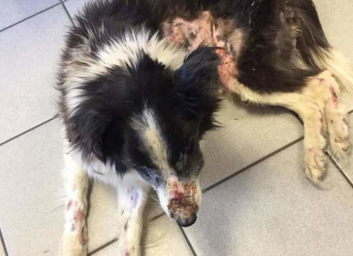 Aider perla, une chienne abîmée par la vie...