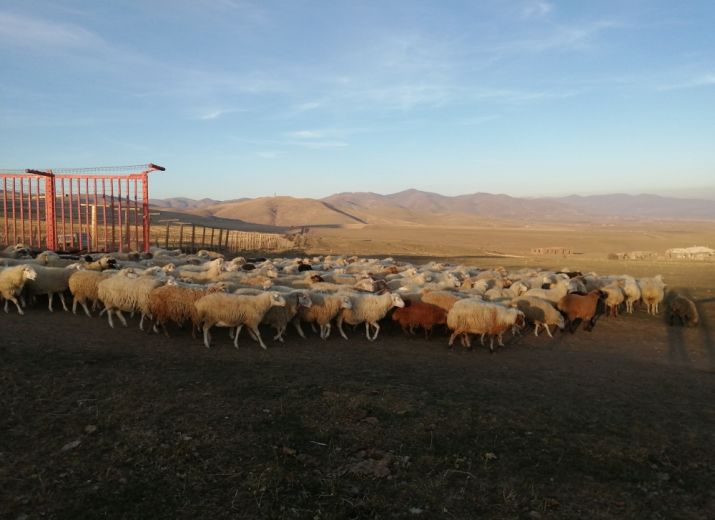 Rainette, des blanches de Lozère en Armenie