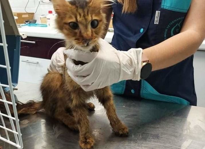Soutien pour les chats de la maison de l'horreur