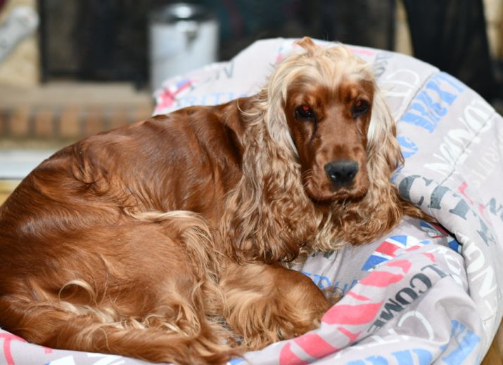 LE BIEN ETRE DES MES CHIENS