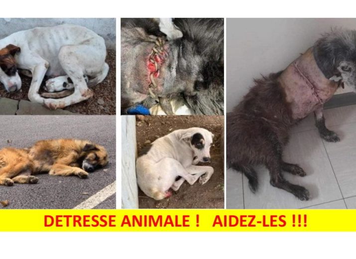 DETRESSE ANIMALE : AIDEZ-LES !