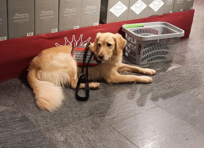 Assistenzhund
