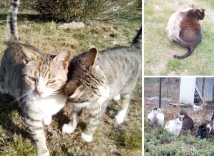 Agrandissement du refuge pour l'accueil de nouveaux chats