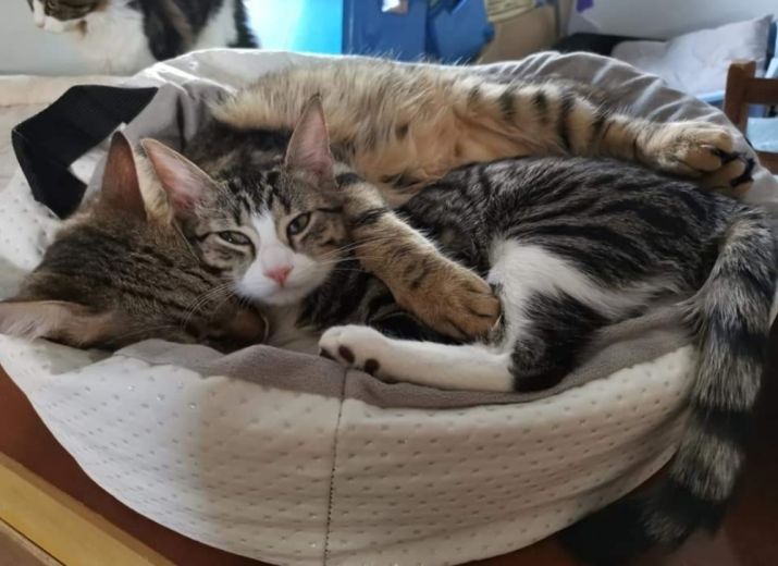 Pumba & Gaara