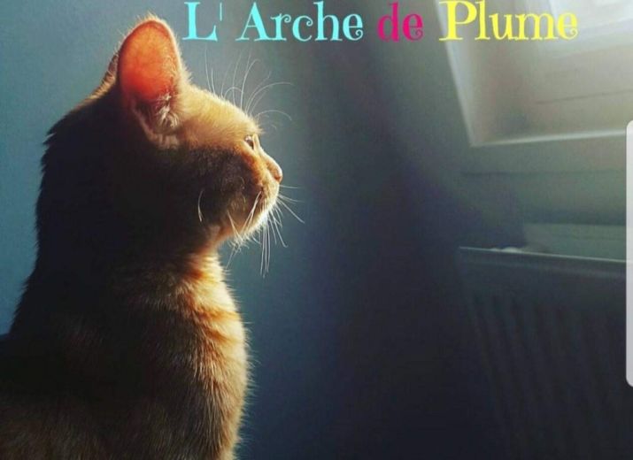L'arche de Plume-véhicule