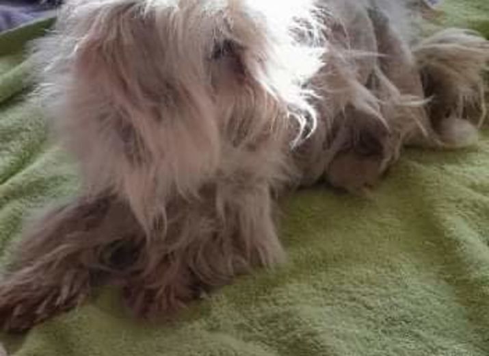sauvetage de 10 chiens suite à des maltraitances