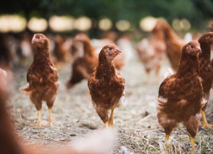 Cagnotte Poule Party