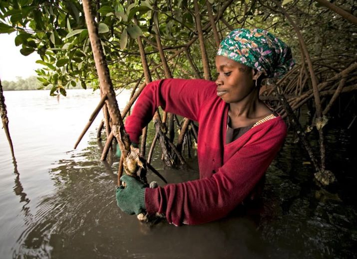 Ostréiculture Casamance