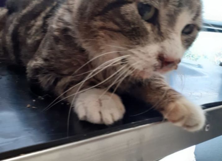 soins pour les chats SDF