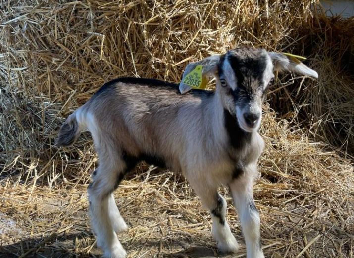 Sauvetage chevreaux