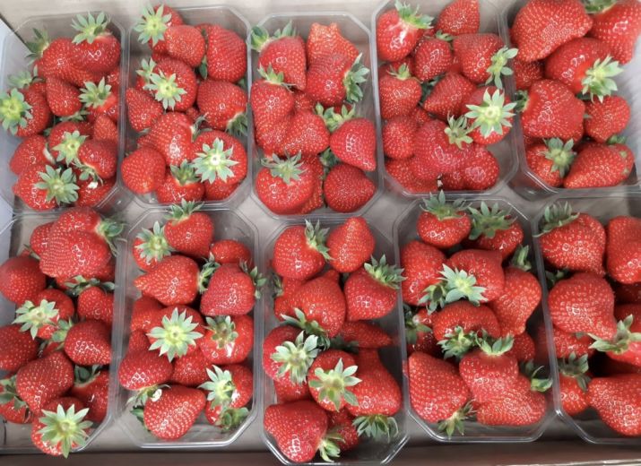 Fraises 15ème