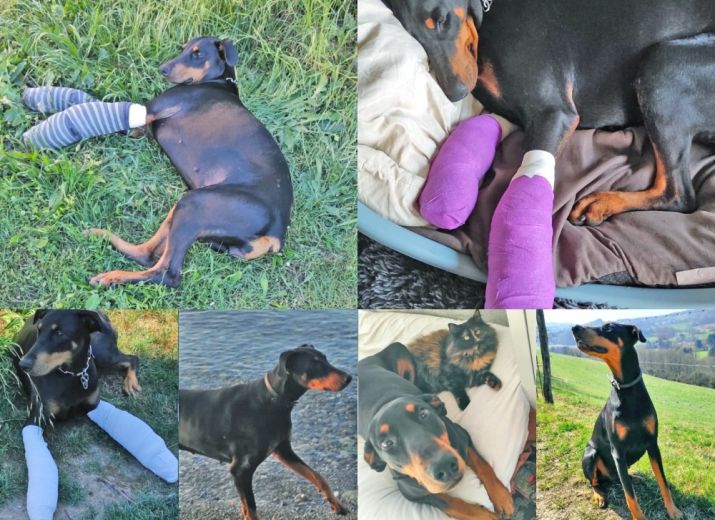 Sauvons les pattes de notre chienne R'mione