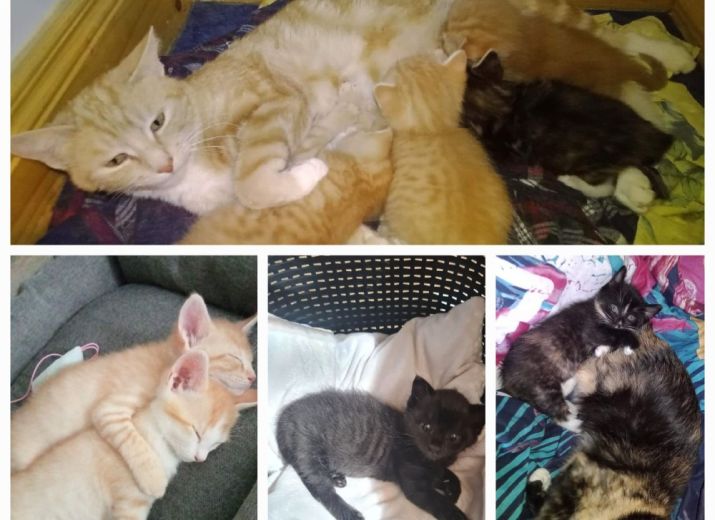 Aidez l'association L'ArbraChats à sauver des chats !