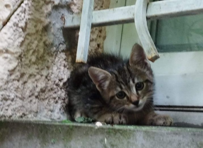 Sos chatons Ambarès-et-Lagrave