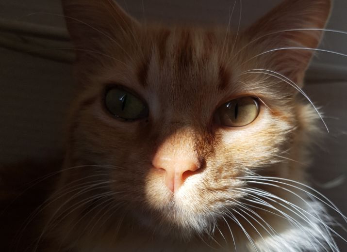Pour l'opération de mon chat d'amour Mia