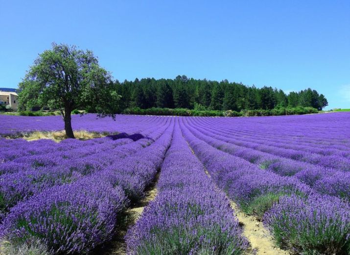 PROVENCE ENCORE PROVENCE TOUJOURS