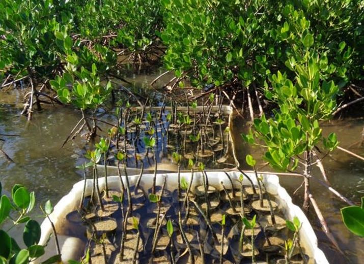 SOS MANGROVES NC
