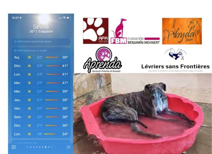 Aidez-les à supporter la canicule