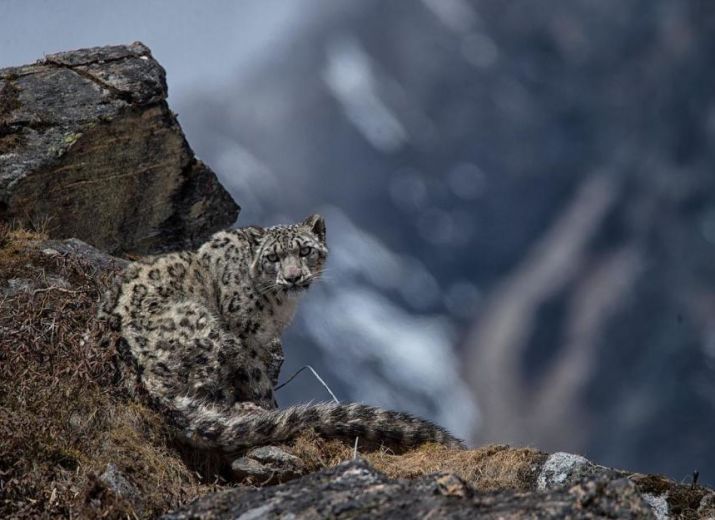 Projet étudiant, suivi de la panthère des neiges au Népal