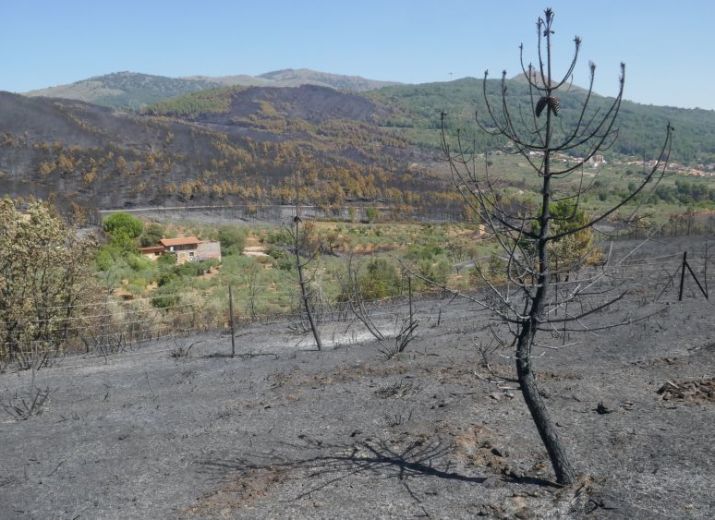 Nach dem Feuer/ despues el incendio/ after the fire