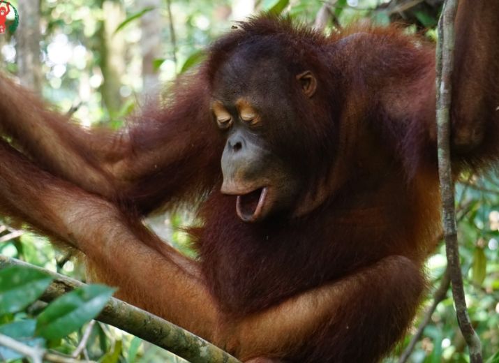Orang Utan fundraiser