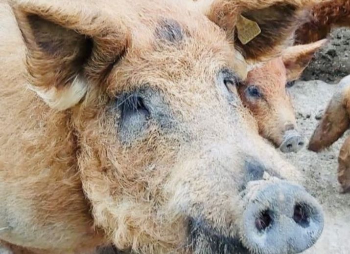 Sauvons la ferme des cochons laineux