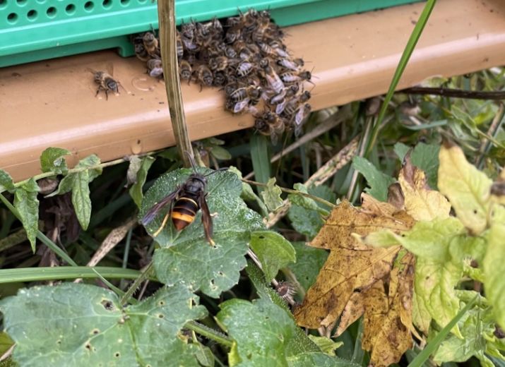Des abeilles pour Rémi et Nicolas