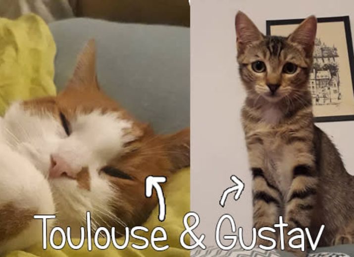 Toulouse & Gustav
