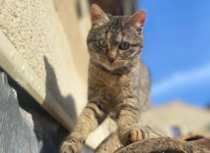 Merci d'apporter votre aide aux chats de Mirmande