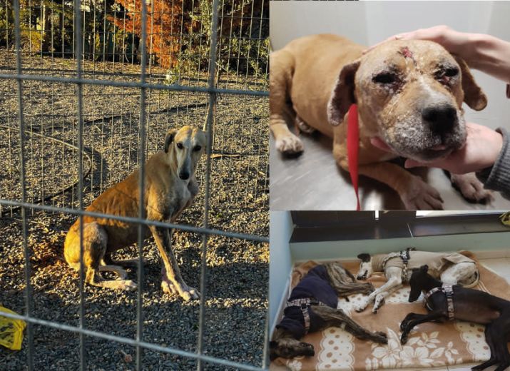Sauvetage de 18 galgos en urgence vitale!