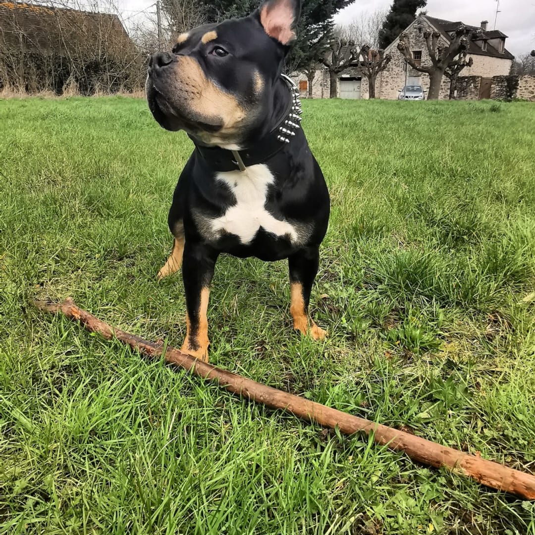 Cagnotte : American bully ?�levage - Leetchi.com