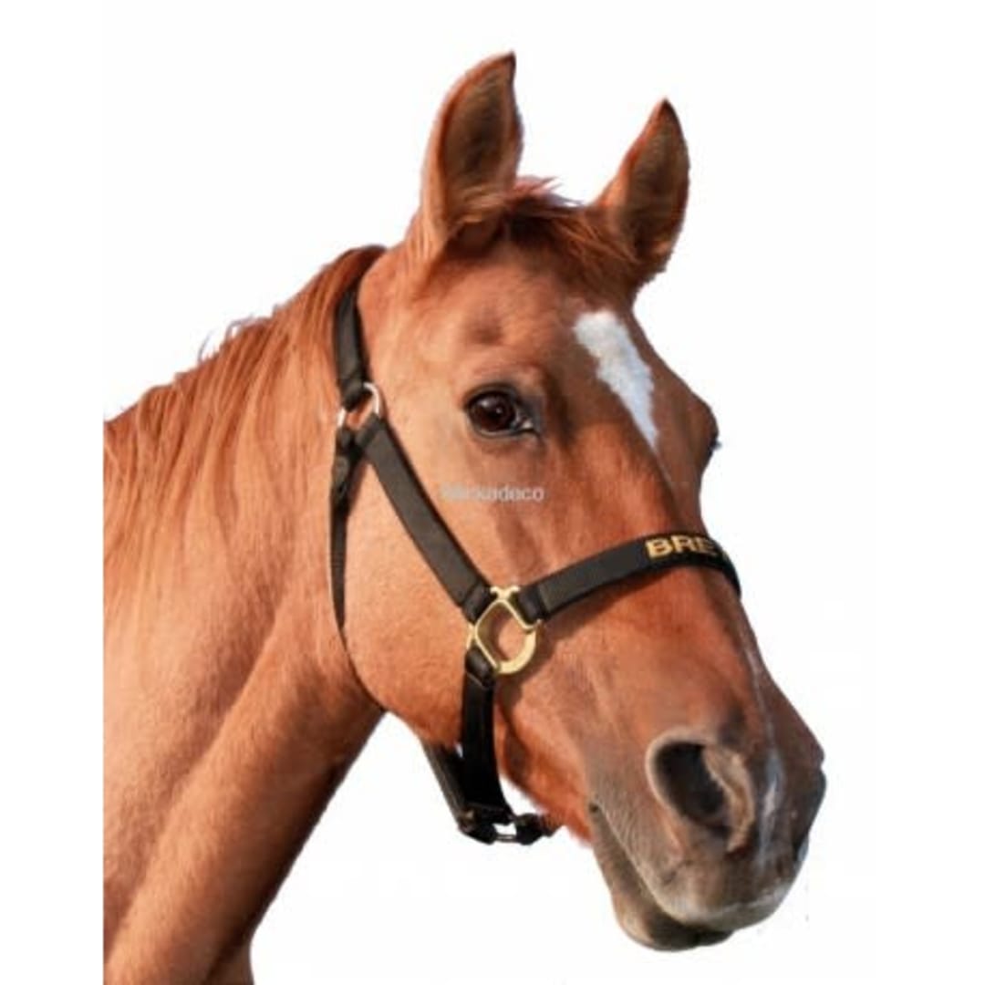 Cagnotte Sauvez la Chevauchée de l