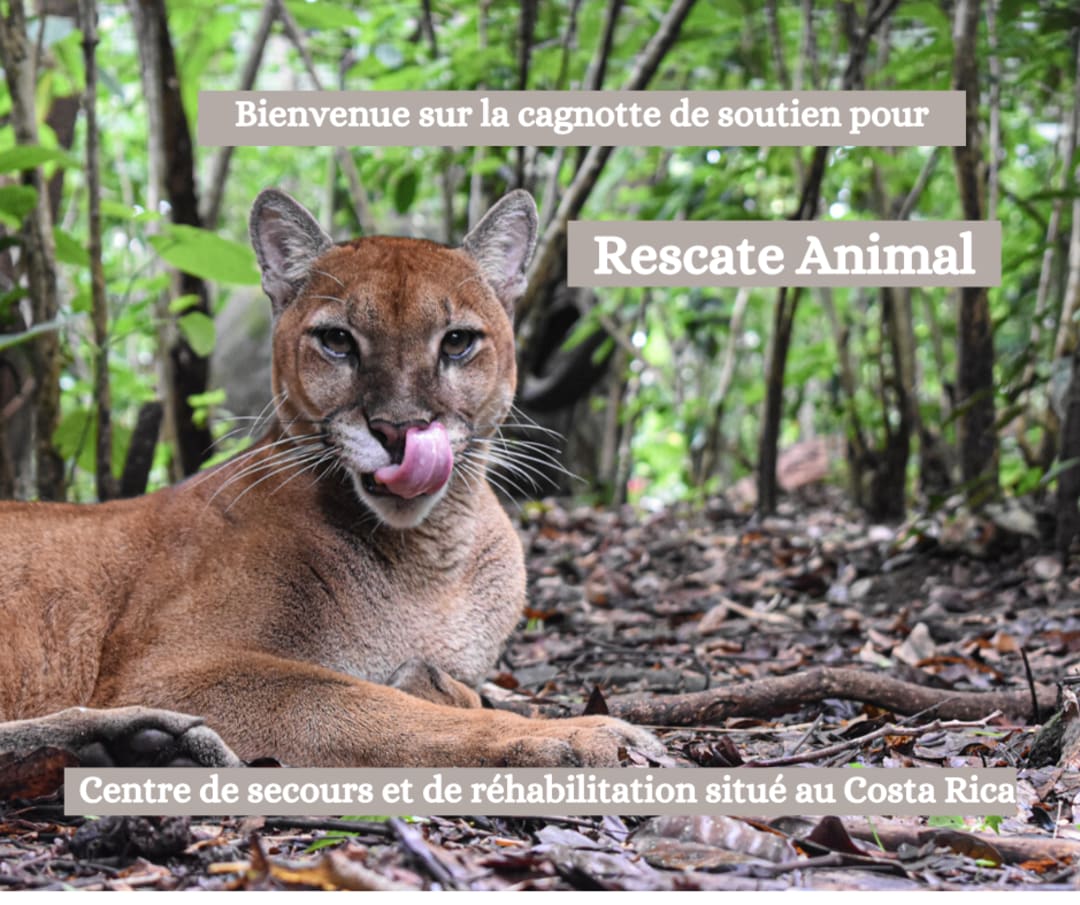 Cagnotte : Sanctuaire animalier Rescate Animal au Costa Rica - Leetchi.com