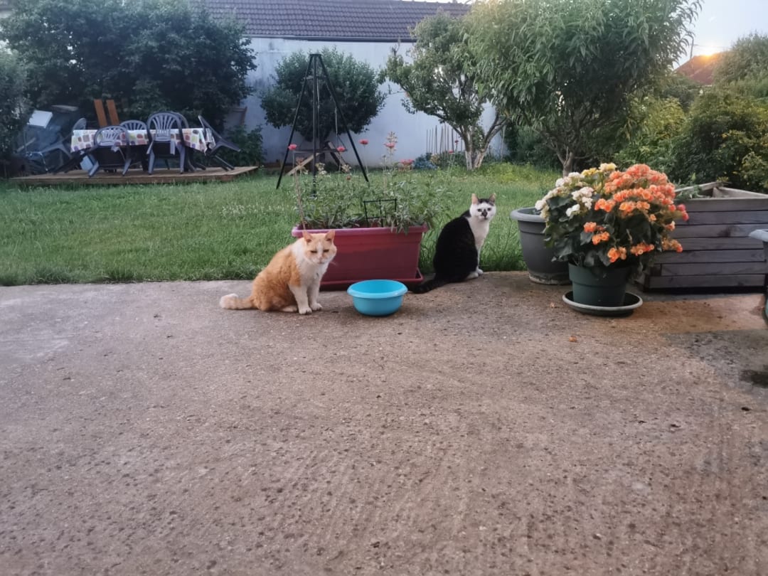 Cagnotte Croquettes pour chats et hérisson