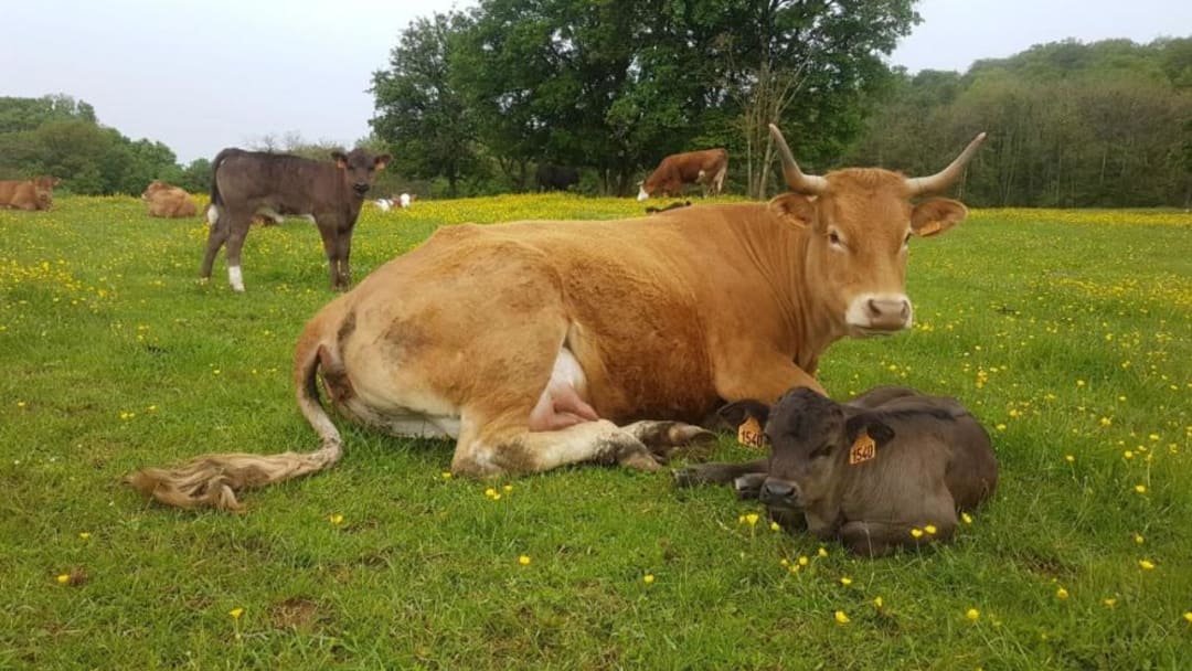 Cagnotte : Eric et ces vaches - Leetchi.com