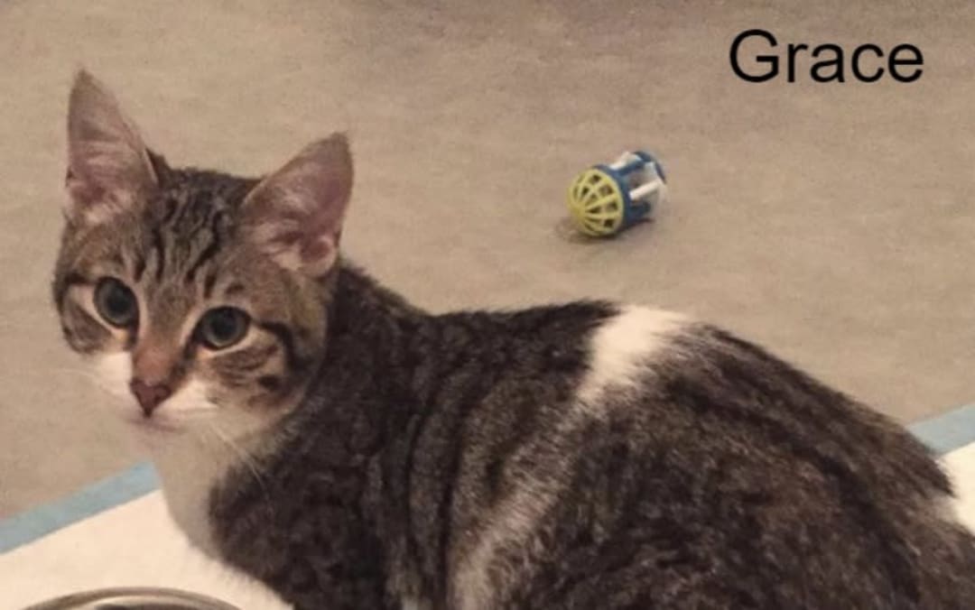 Cagnotte Notre chère Grace Leetchi