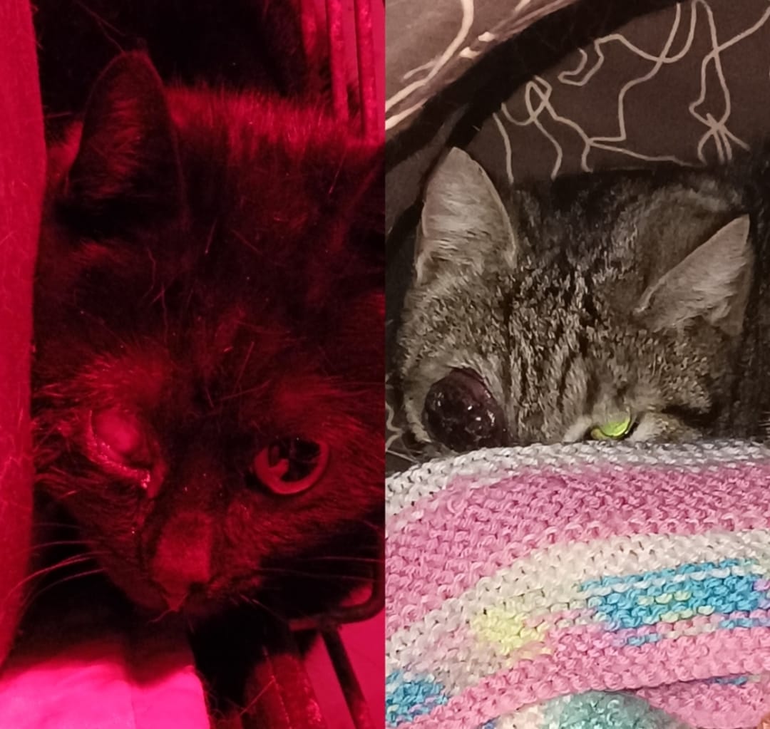 Cagnotte Opérations des deux chats Leetchi