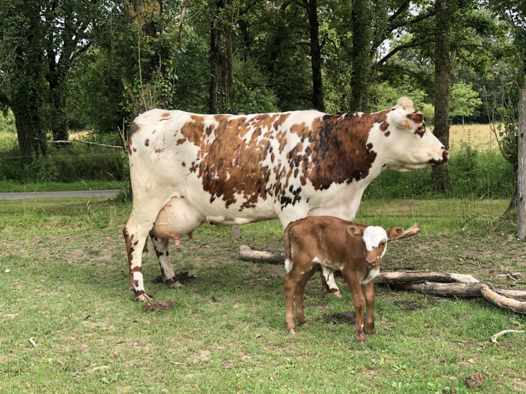 Vaches Laitires Vendre